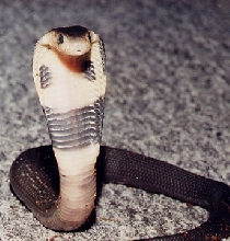 Naja kaouthia '03 hatchling