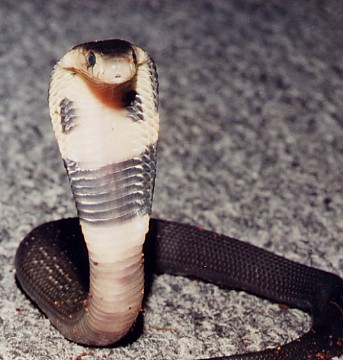 Naja kaouthia '03 hatchling