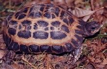 Pyxis a. oblonga