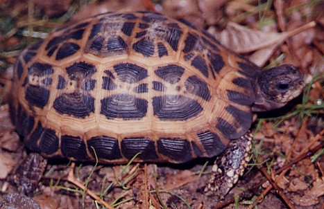 Pyxis a. oblonga