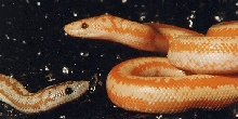 Albino Whitewater Rosy