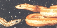 Albino Rosy eye