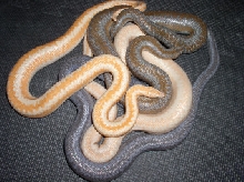 Rosy Group - Albino,normal,anerythristic, & snow