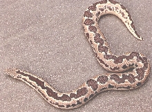 Rough Scaled Sand Boa