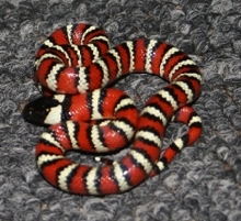 SanJacintoparv3F