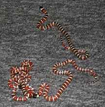 SanJacintoparvFgroup