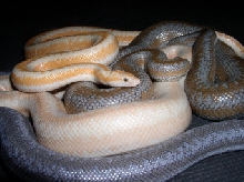 Snow Rosy
