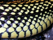 Spilotes close-up