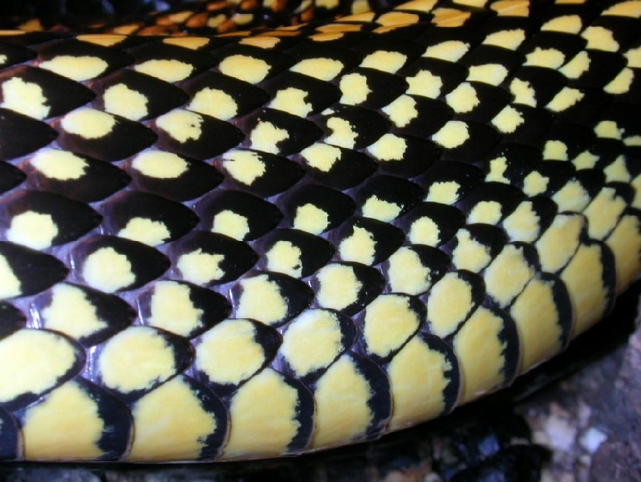 Spilotes close-up
