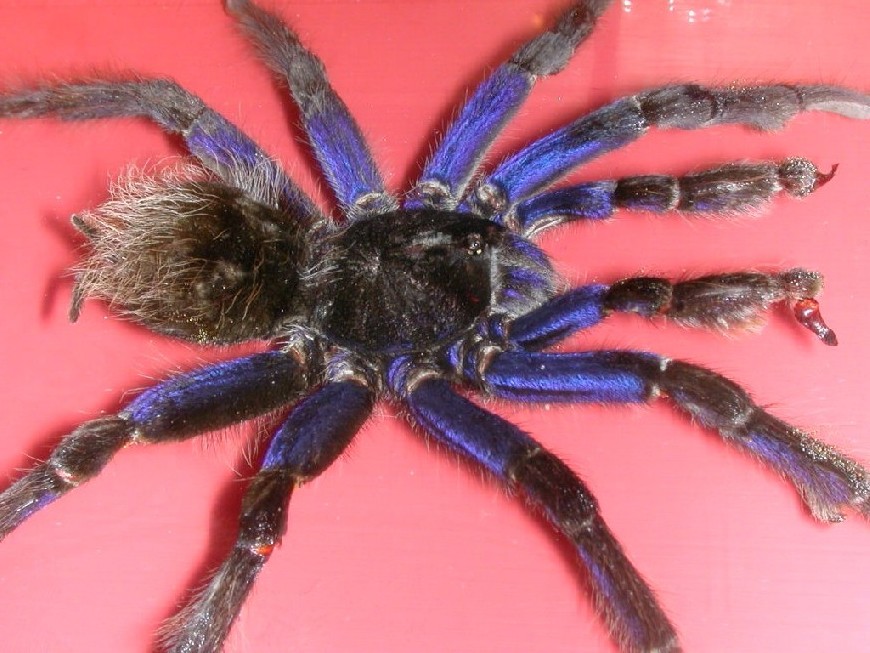 Wicked Blue Spider