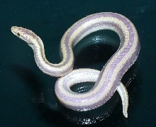 Barker's "purple albino rosy"