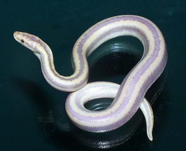 Barker's "purple albino rosy"