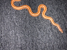 Albino Rosy '02