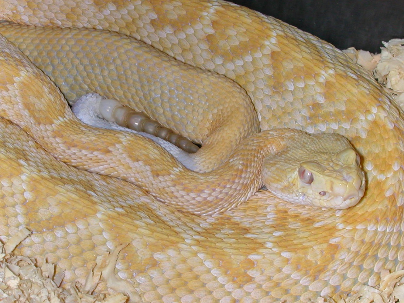 Albino atrox - at rest
