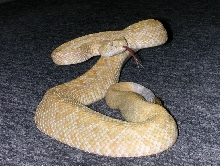Albino atrox - awake