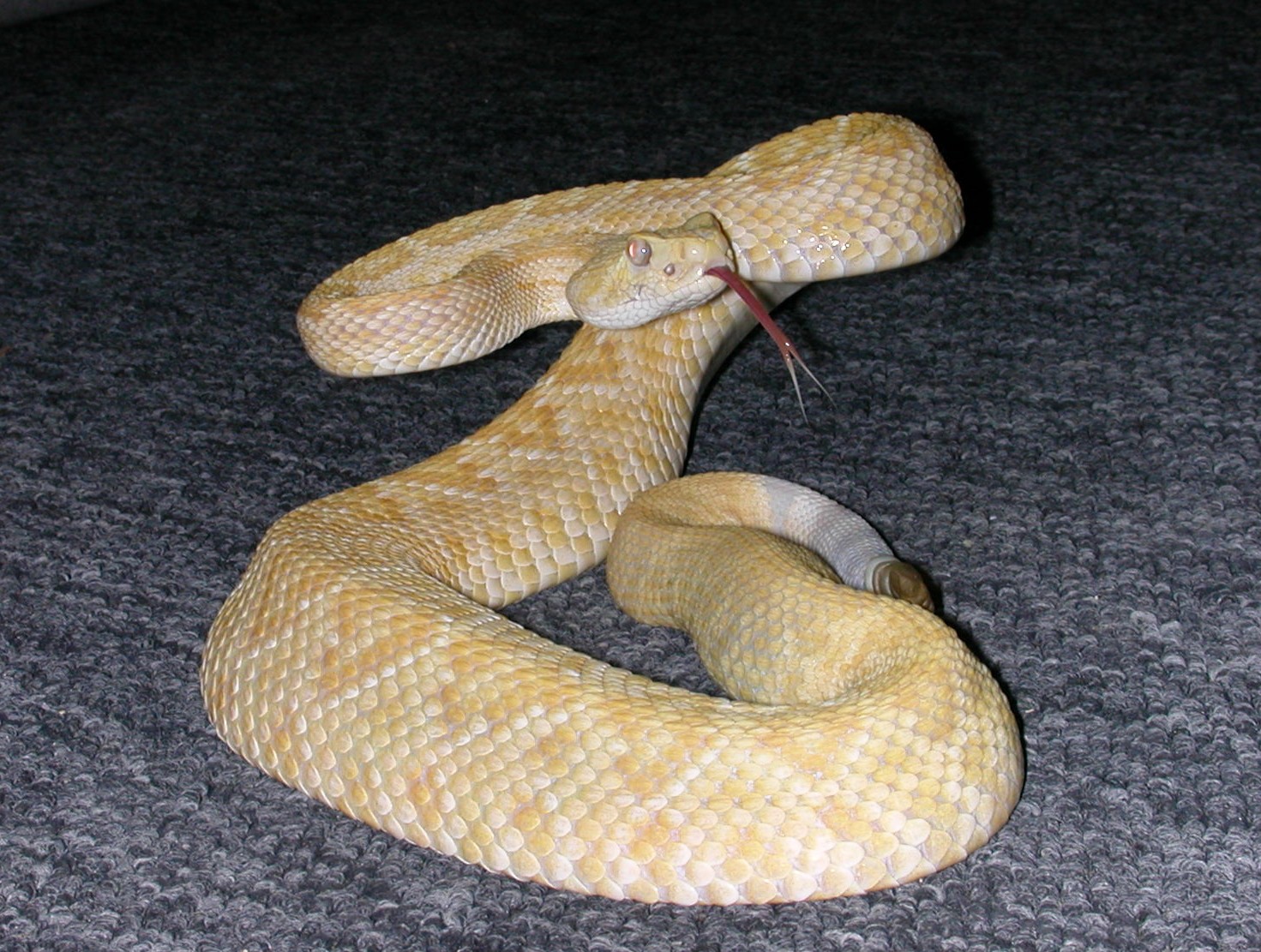 Albino atrox - awake