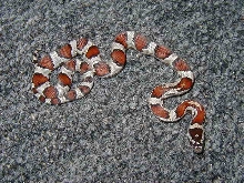 guttata x alterna