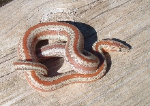 "Hypo" tri-color