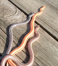 Sugar High - Rosy Boas
