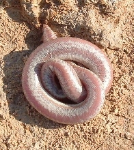 05 Cotton Candy Rosy Boa