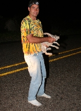 Sighthunter's Jackrabbit