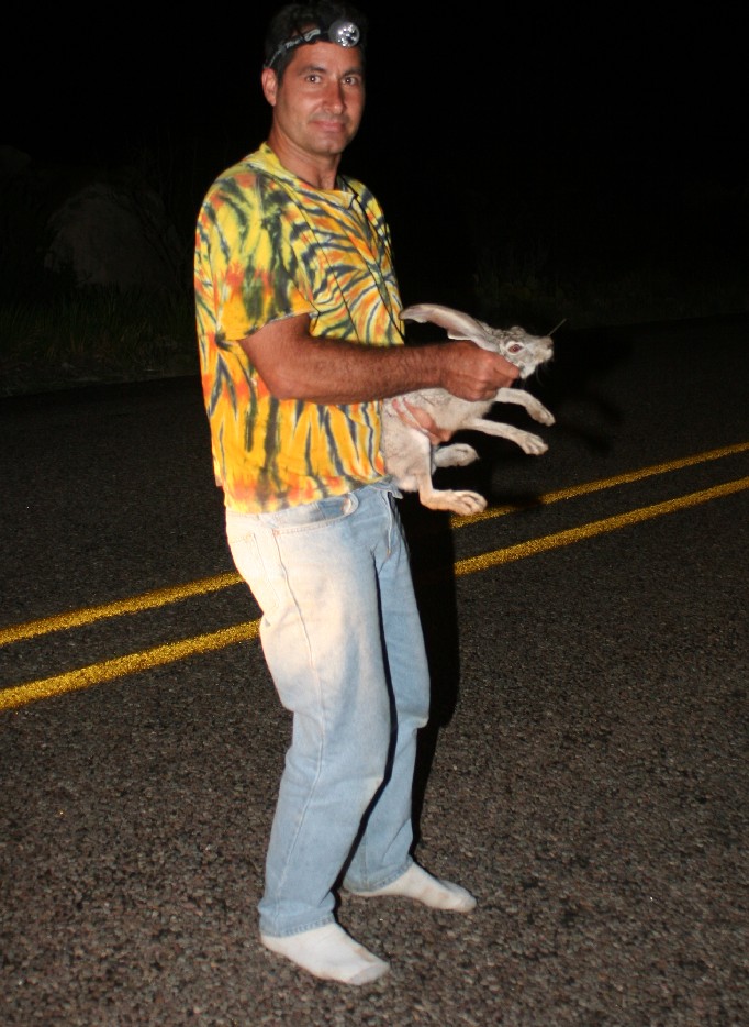 Sighthunter's Jackrabbit
