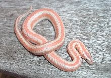 bills new whitewater hypo