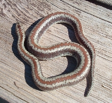 tri-colored rosy