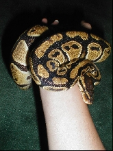 Artemis 11/17/02 1