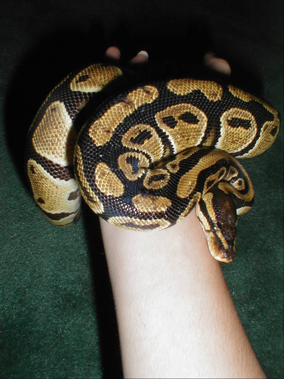 Artemis 11/17/02 1