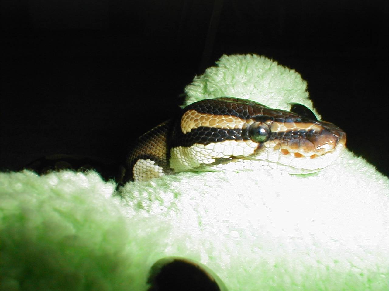 Artemis 11/17/02 2