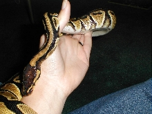 Artemis 11/17/02 7