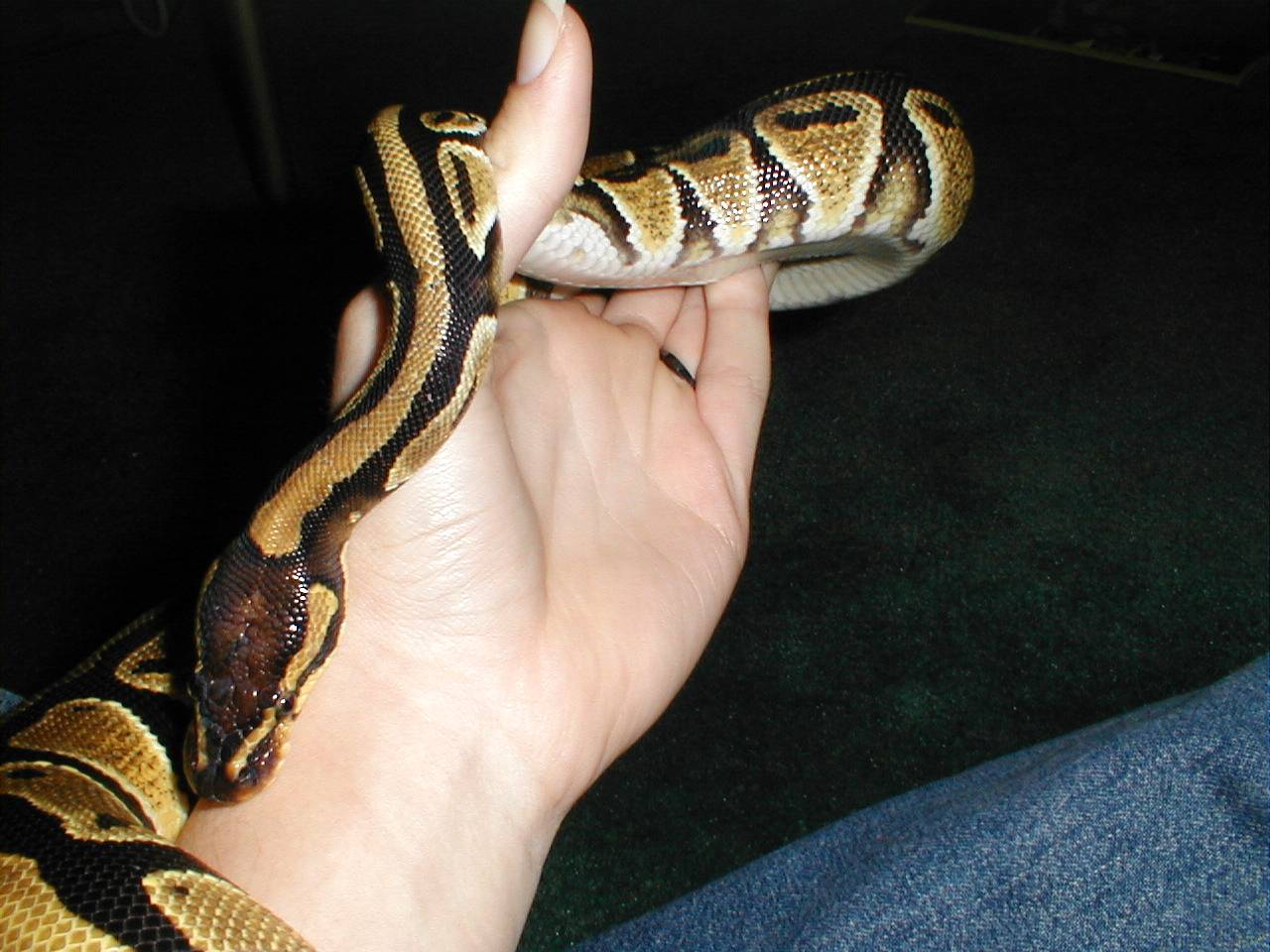 Artemis 11/17/02 7