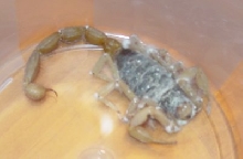 Desert Hairy 5 inch