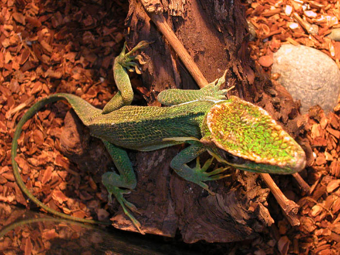 cuban anole