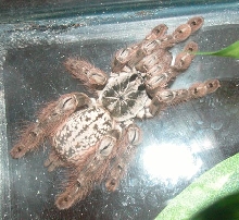Heteroscodra maculata