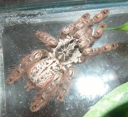 Heteroscodra maculata