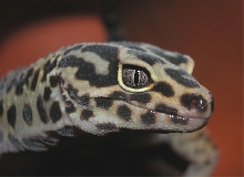 Léon