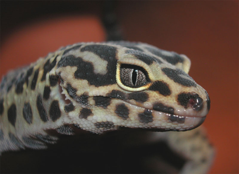 Léon