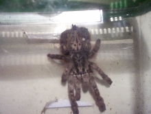 maculata
