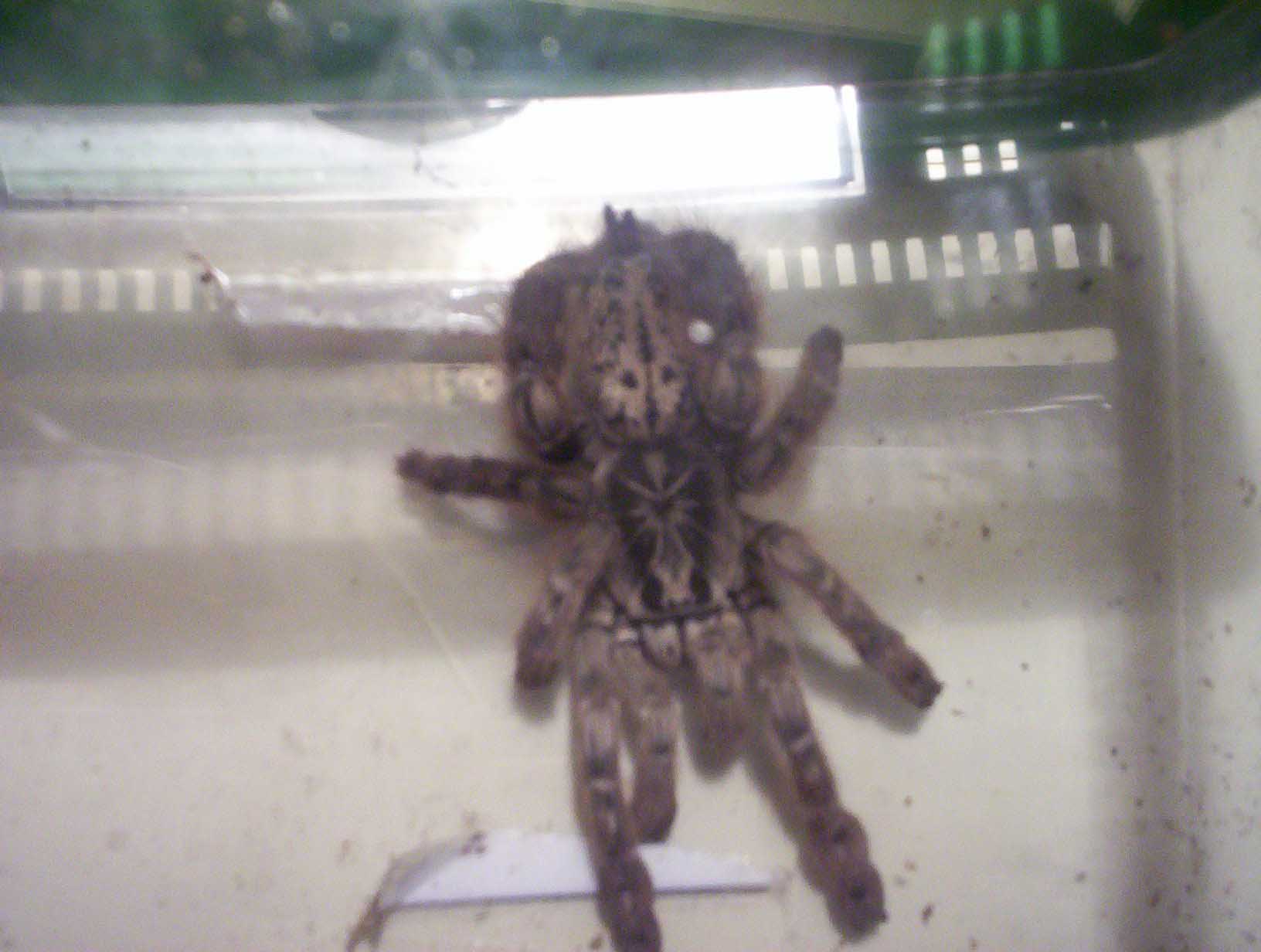 maculata