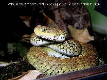 Atheris squamigera
