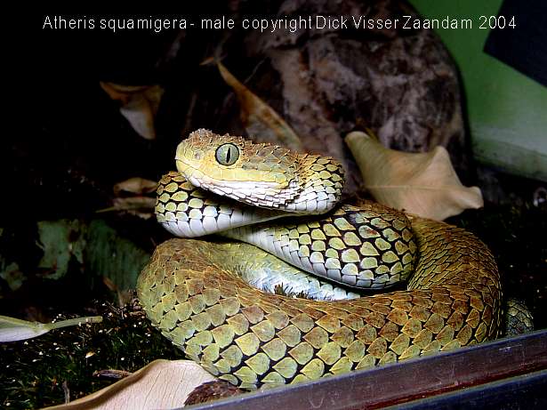 Atheris squamigera