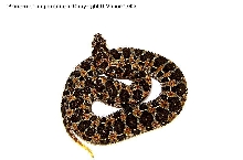Proatheris superciliaris