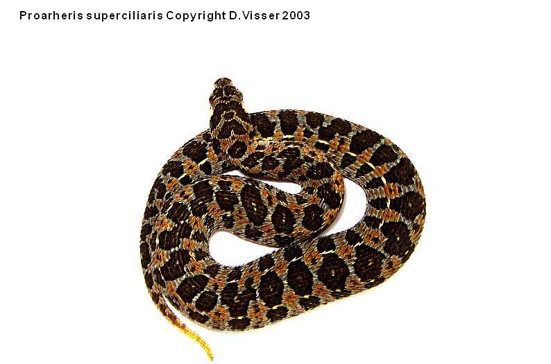 Proatheris superciliaris