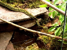 Protobothrops jerdonii xanthomelas.
