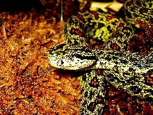 Protobothrops jerdonii xanthomelas2