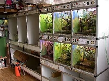 Terrariumwall