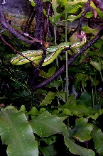 Trimeresurus gumprechti 2