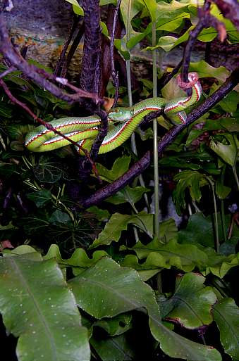 Trimeresurus gumprechti 2